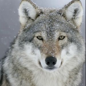 Meet your Posher, The moon artist